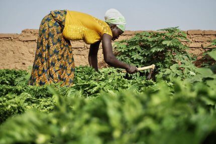 kobieta pracująca w ogrodzie w Burkina Faso